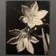 Photographie argentique Bernard Darot XXe Lys