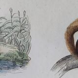 Original zoological plate "field mouse, perch rat, scherman,... - Buffon 1838