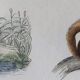 Original zoological plate "field mouse, perch rat, scherman,... - Buffon 1838