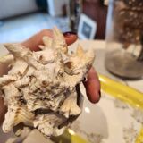 Murex shell