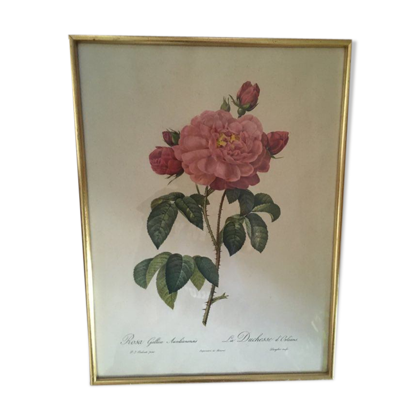 Dreadful botanical plank "Rosa Gallica Aurelianensis"