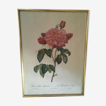 Planche botanique de Redouté "Rosa Gallica Aurelianensis"