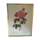 Dreadful botanical plank "Rosa Gallica Aurelianensis"