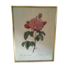 Dreadful botanical plank "Rosa Gallica Aurelianensis"