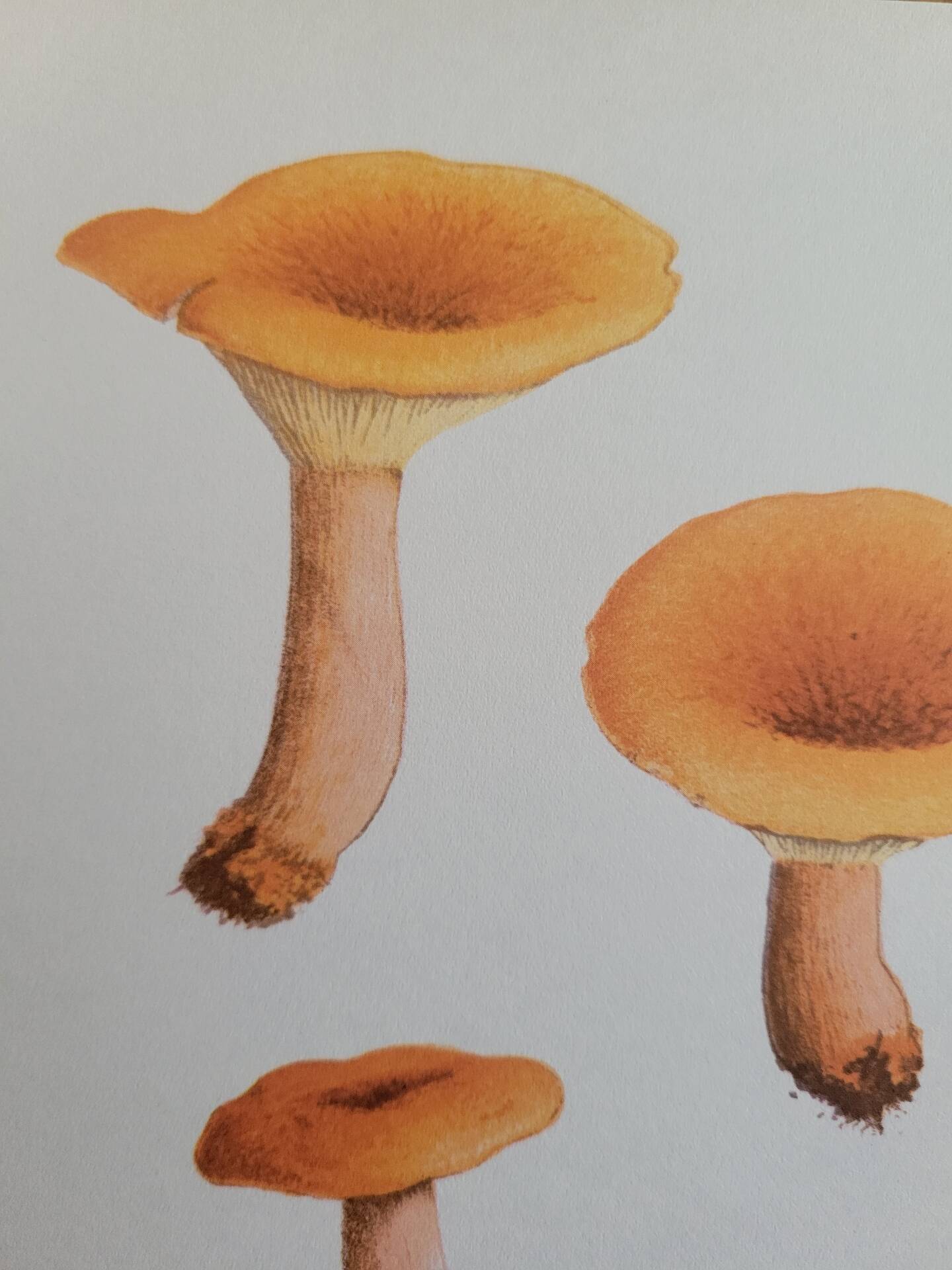 Botanical plate mushroom, 1960