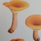 Botanical plate mushroom, 1960
