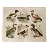 Illustrated plate on ducks – 1890