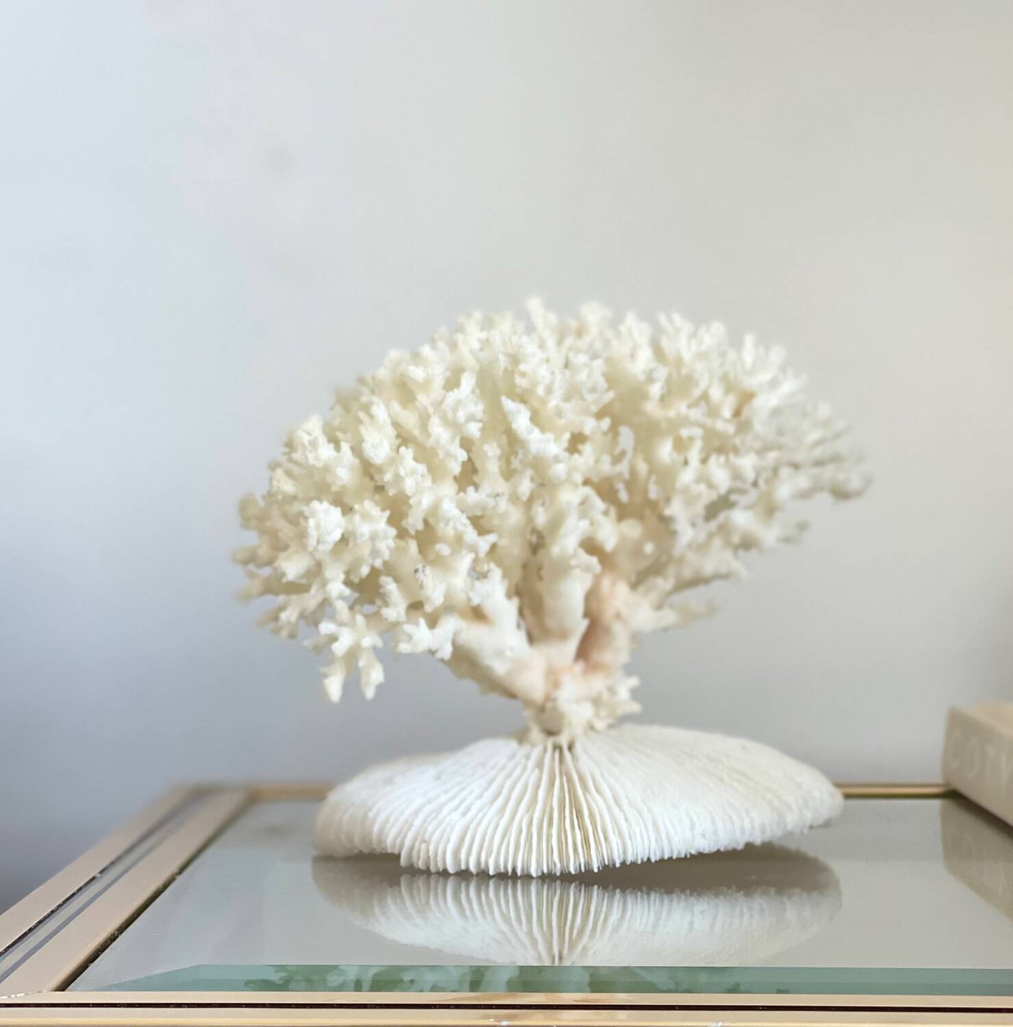 White coral on a natural base