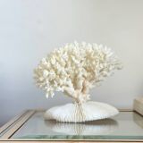 White coral on a natural base