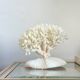White coral on a natural base