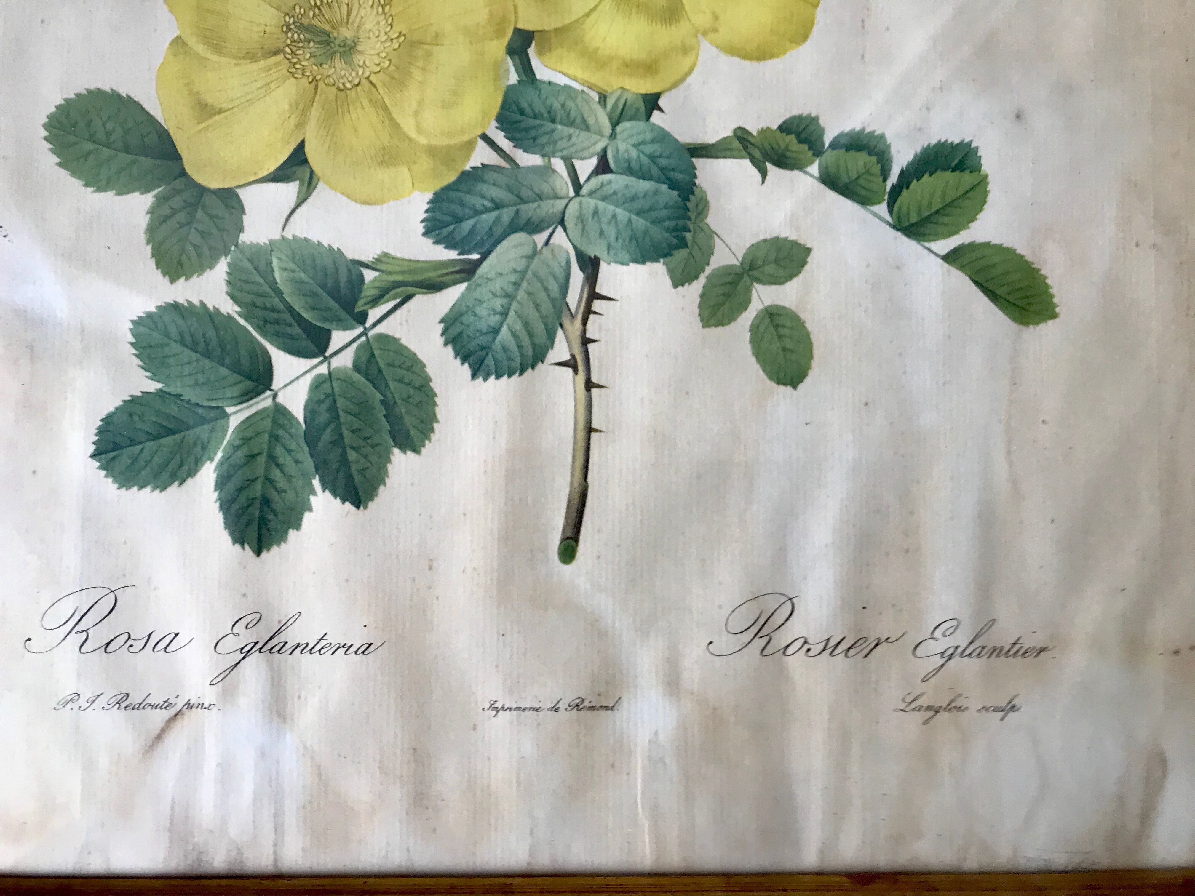 Duo of lithographs JP Redouté Rosier Eglantier red and yellow