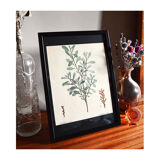Myrica Gale framed pharmaceutical board