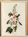 Poster about Anna's hummingbirds, based on an old engraving from 1827.
