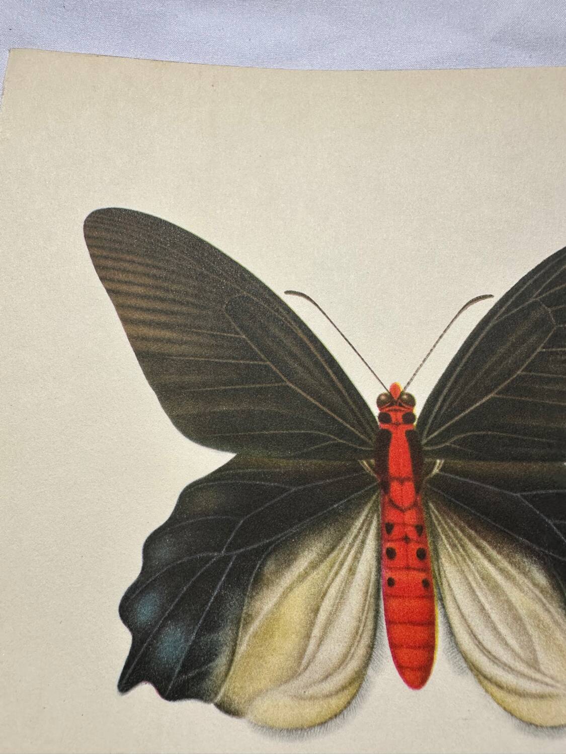 Antique butterfly engraving vintage botanical plate naturalist etching