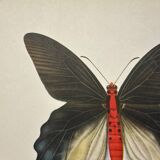 Antique butterfly engraving vintage botanical plate naturalist etching