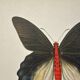 Old butterfly engraving vintage botanical plate etching naturalist
