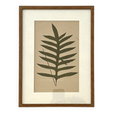 Fern illustration