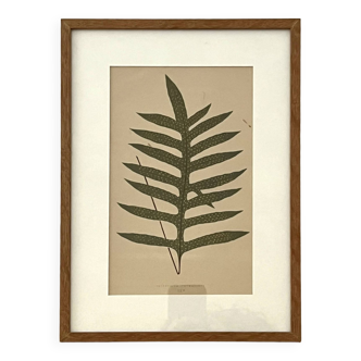 Fern illustration