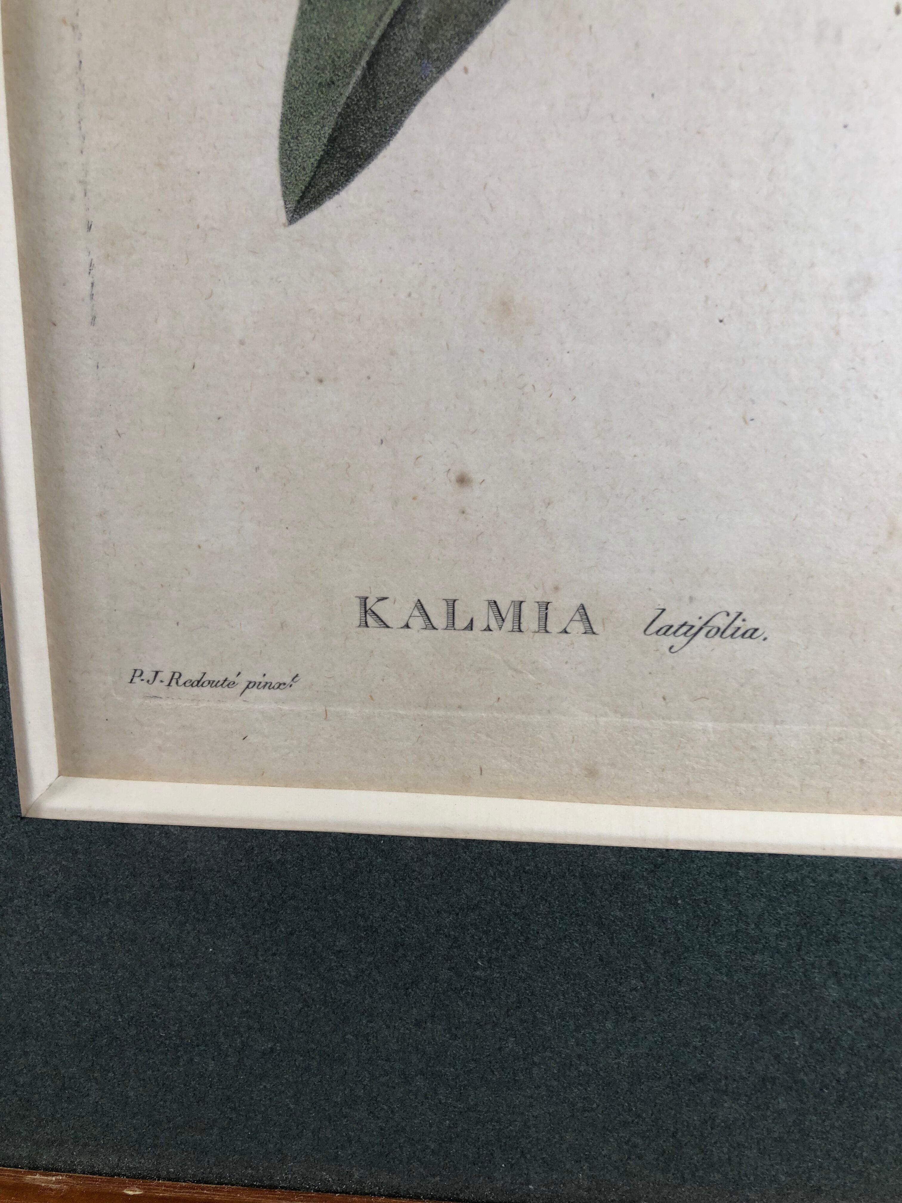 Poster board botanical illustration framed 19th flower Kalmia