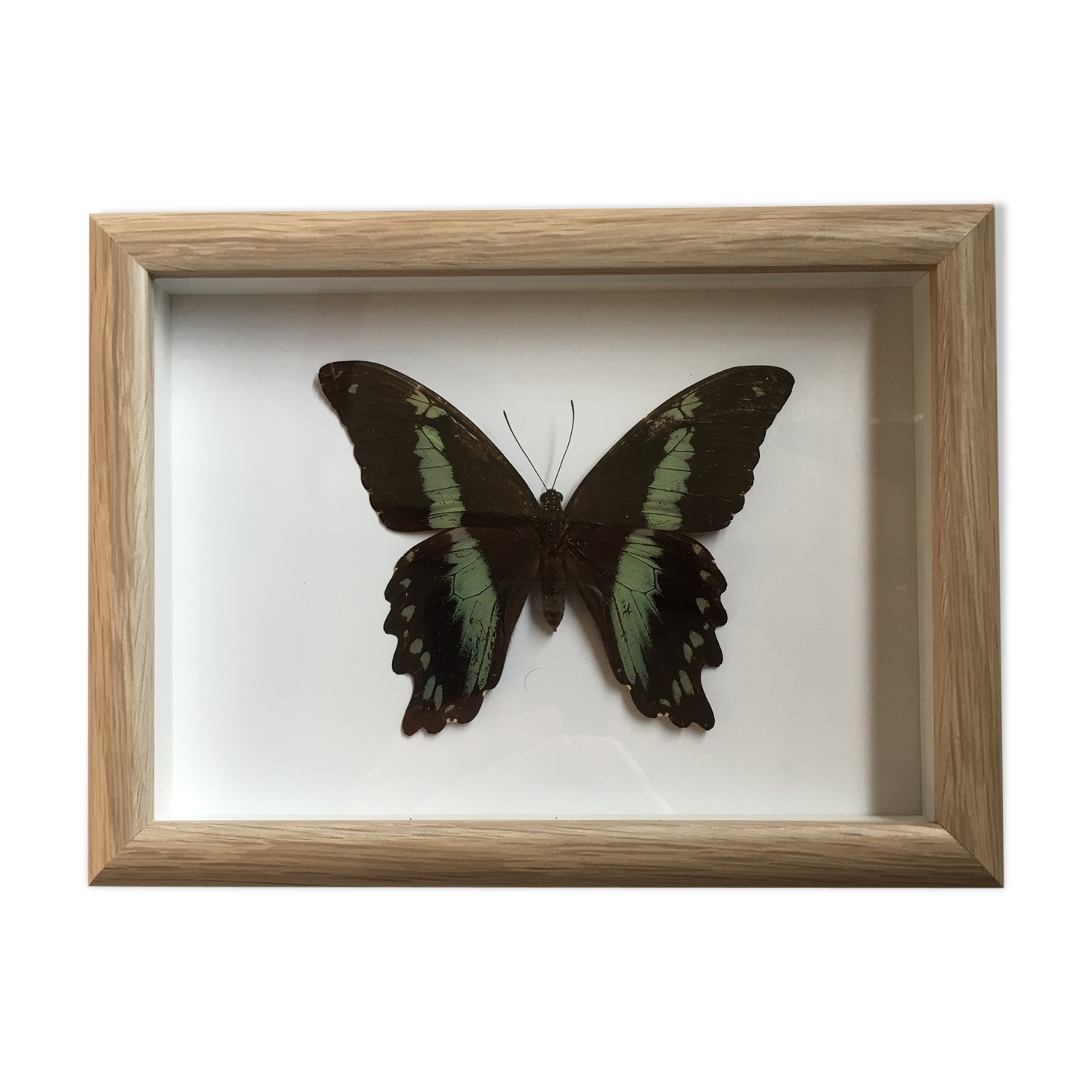 Butterfly naturalized under framework