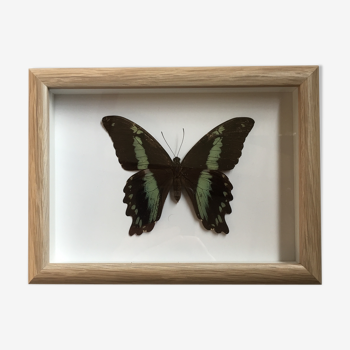 Butterfly naturalized under framework