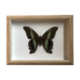 Butterfly naturalized under framework