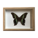 Butterfly naturalized under framework