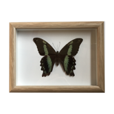 Butterfly naturalized under framework