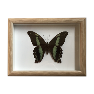 Butterfly naturalized under framework
