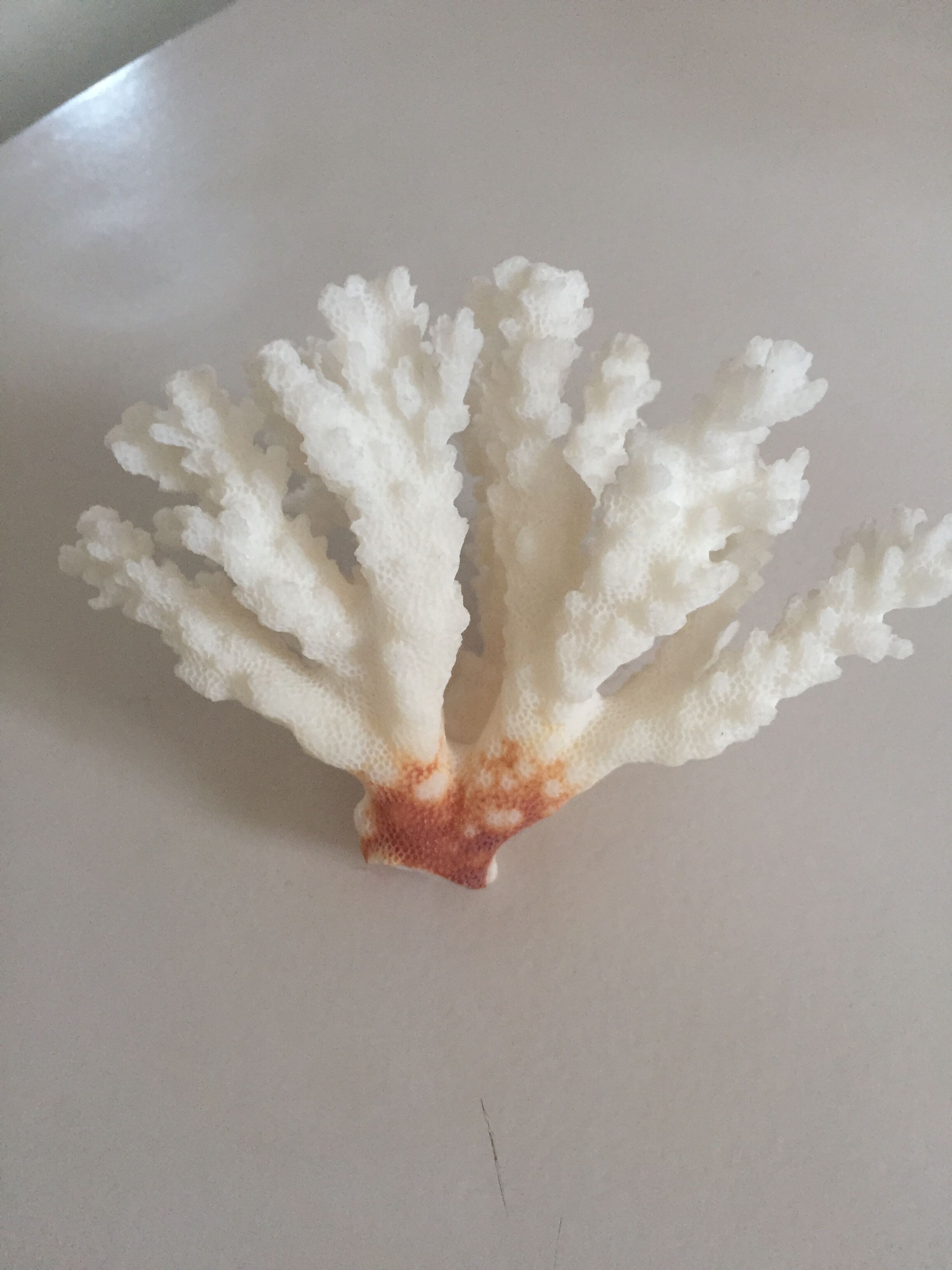 Former white coral