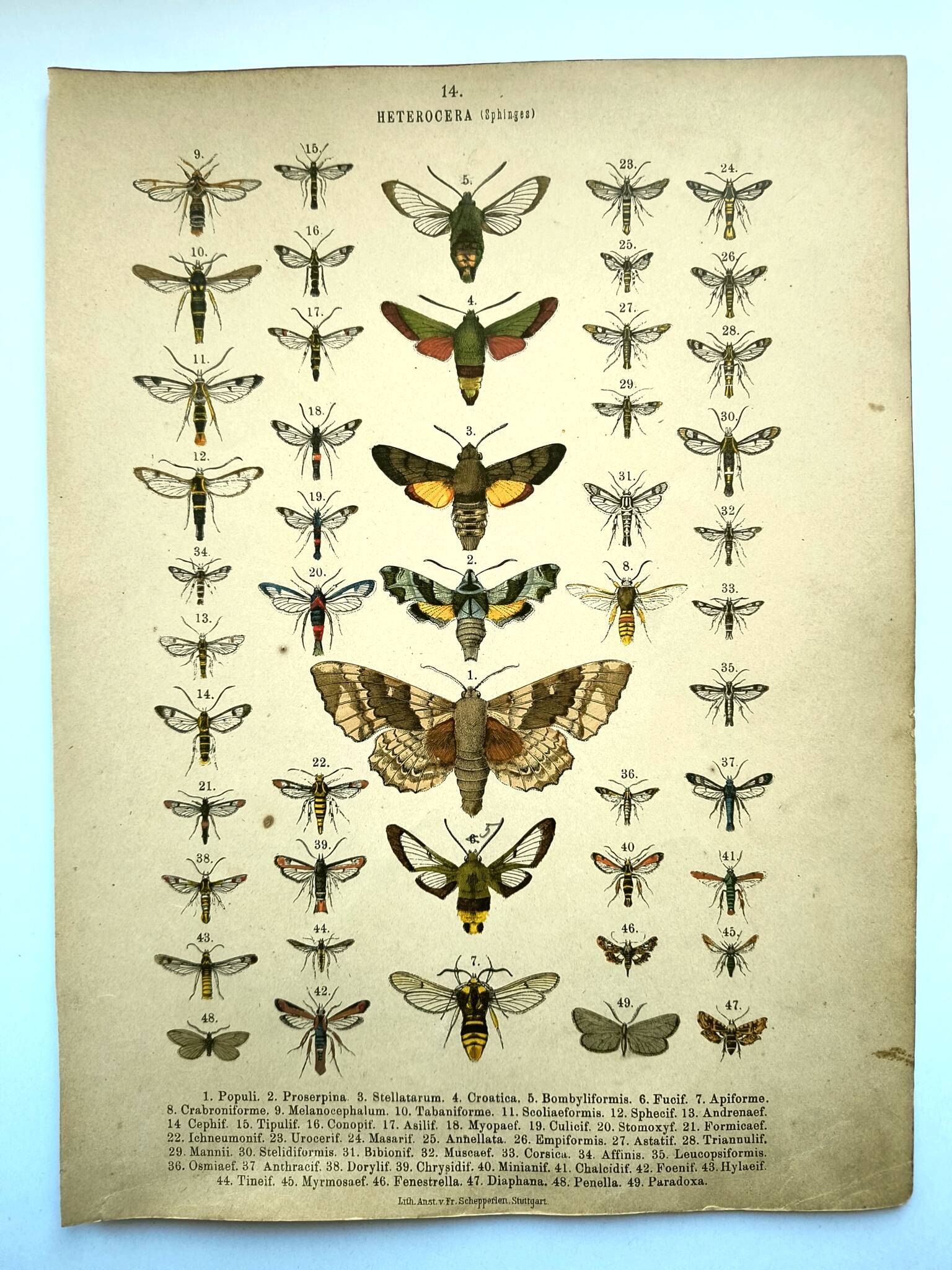 Antique print of Butterflies - Lithograph from 1887 - Populi Illustration