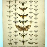 Antique print of Butterflies - Lithograph from 1887 - Populi Illustration