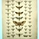 Antique print of Butterflies - Lithograph from 1887 - Populi Illustration