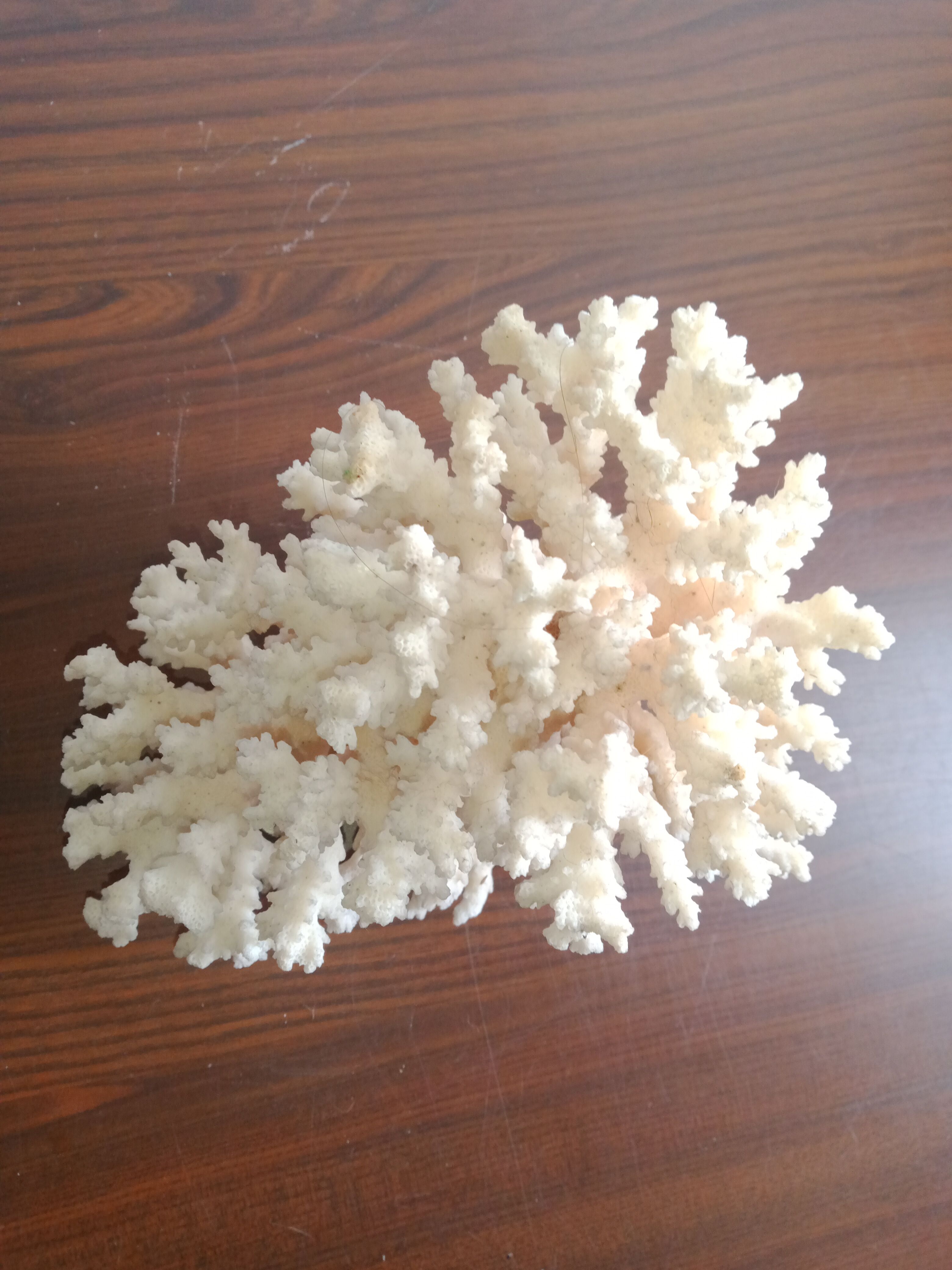 White coral