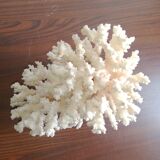 Corail blanc