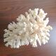 White coral
