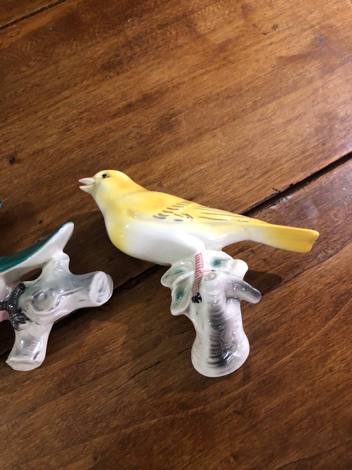 Set of two exotic birds