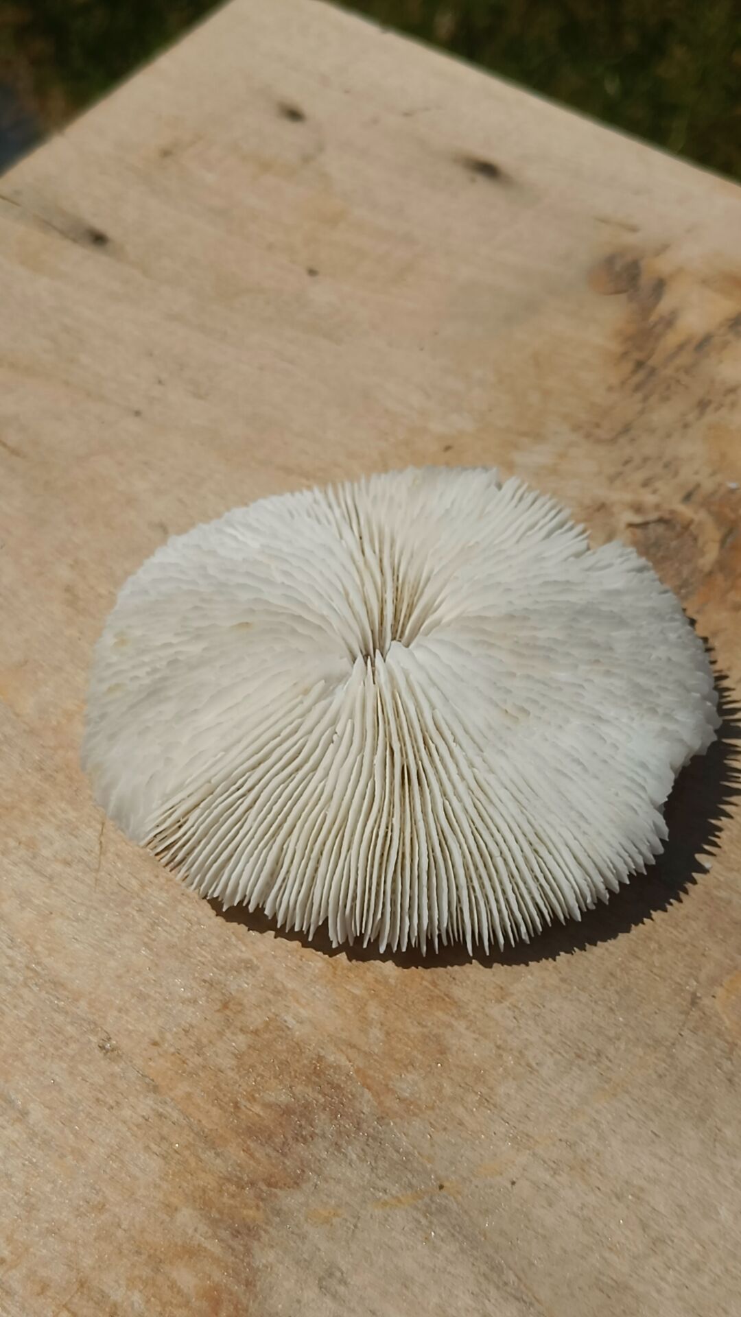 Natural round coral