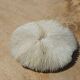 Natural round coral
