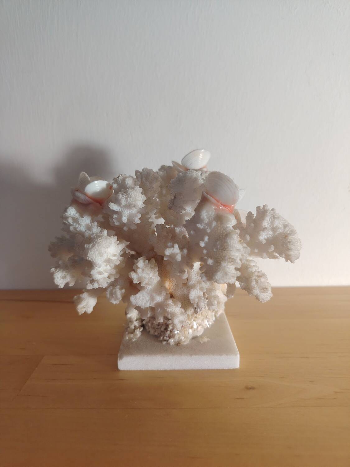 Antique white coral adorned with pink seashells