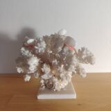 Antique white coral adorned with pink seashells