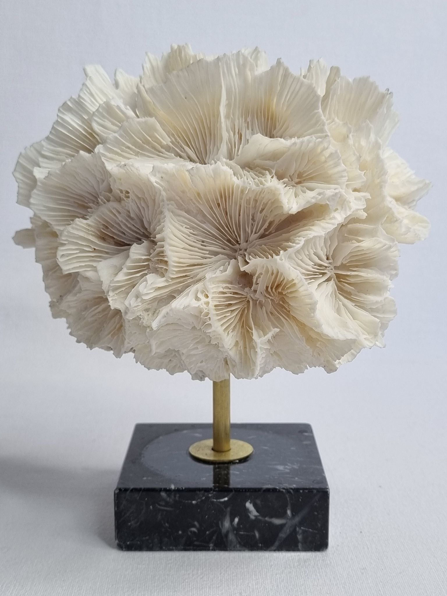 Old white coral on black veined marble base, 16 cm