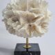 Old white coral on black veined marble base, 16 cm