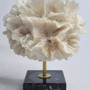 Old white coral on black veined marble base, 16 cm