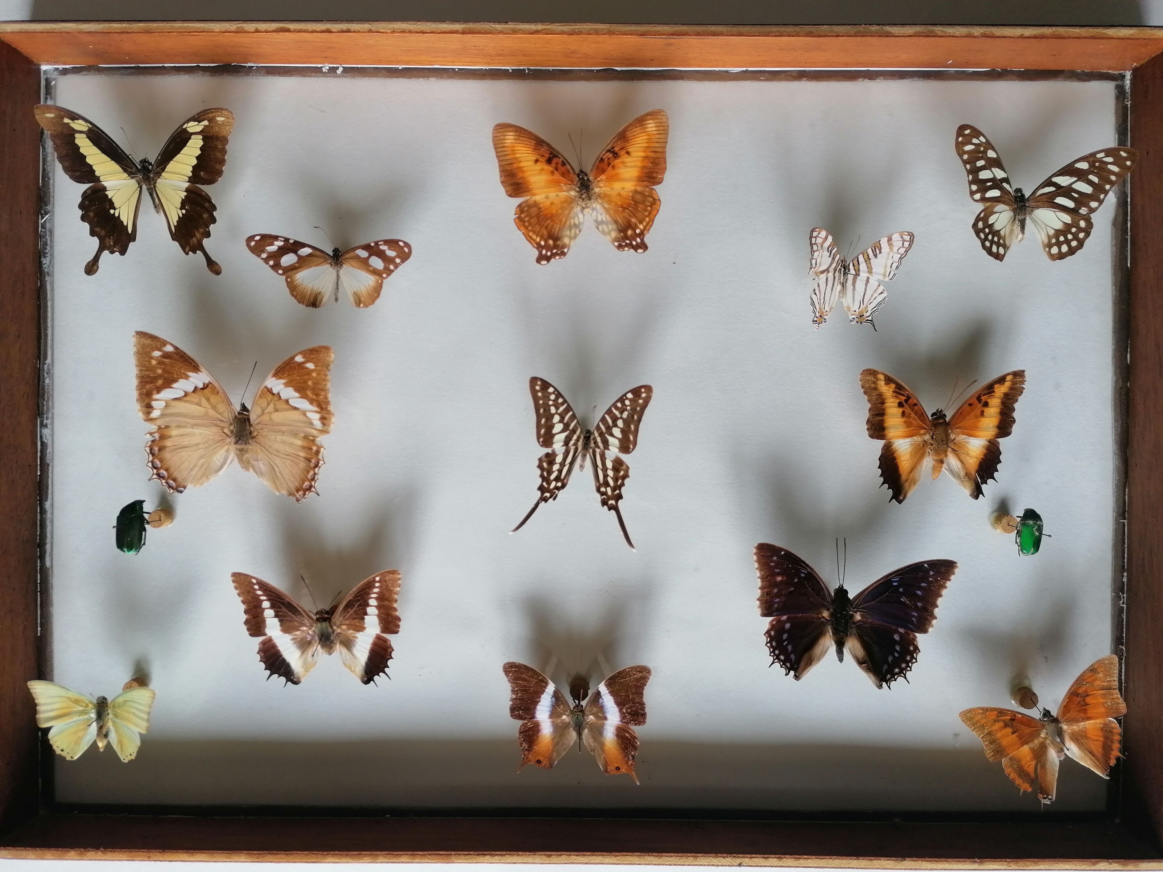 Cadre papillons taxidermie Kenya