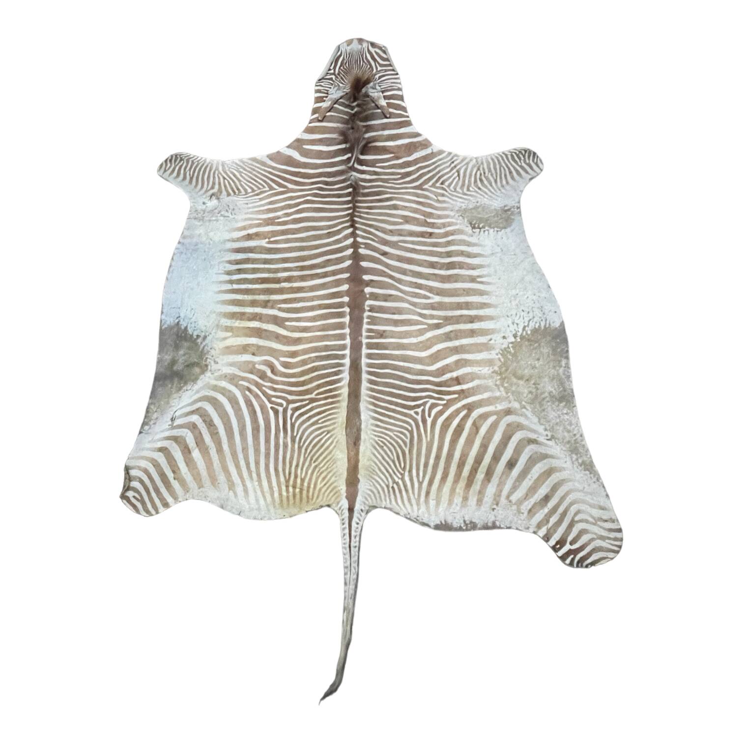 Zebra Skin, Floor Rug / Wall Tapestry, ca 1950