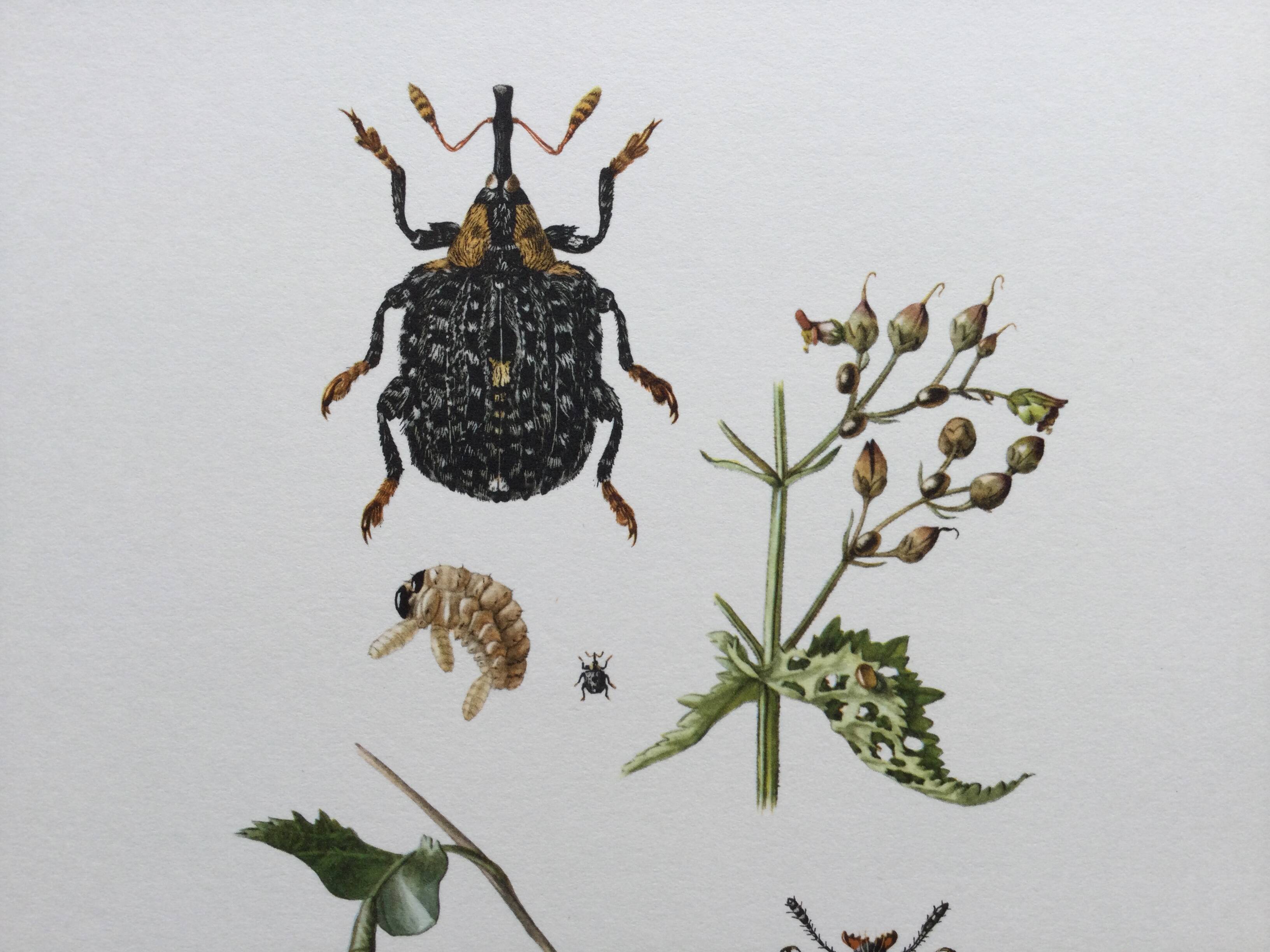 Vintage Insect Print Old Illustration from the 60s