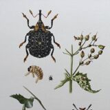 Vintage Insect Print Old Illustration from the 60s