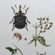 Vintage Insect Print Old Illustration from the 60s