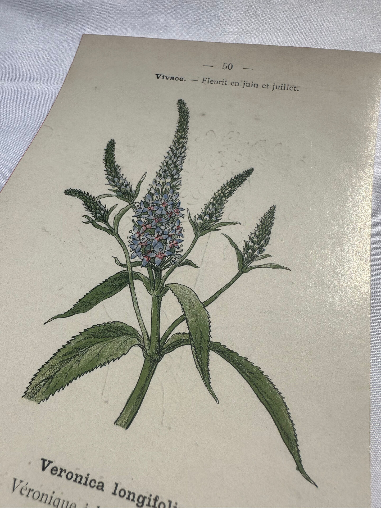 Botanical plate engraving flower 1800 double-sided coloured